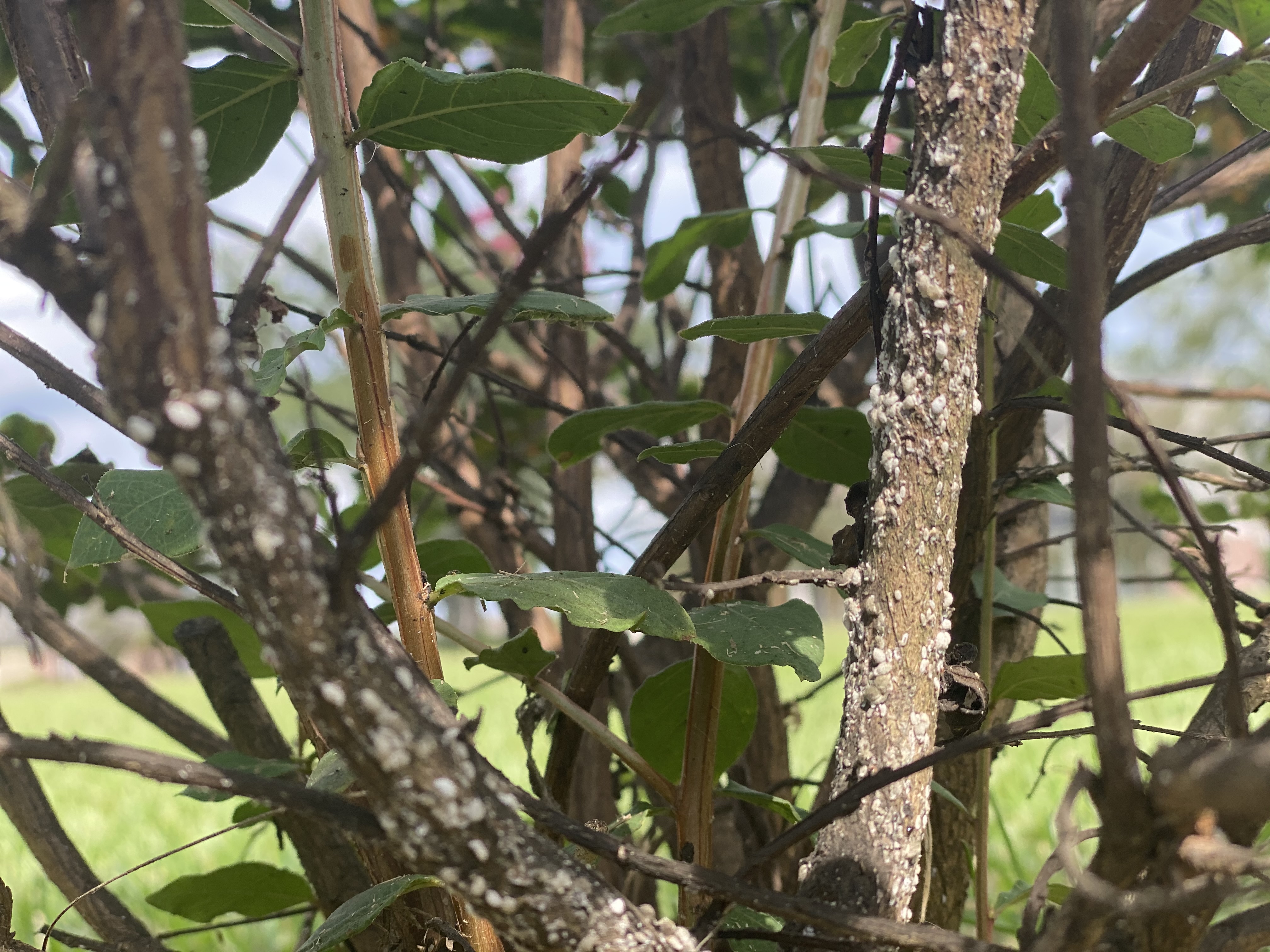 Scale insects love crape myrtle 